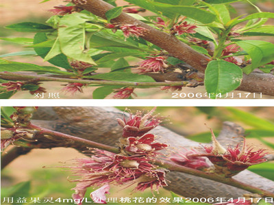 噻苯隆介绍叶面肥什么时候使用较好