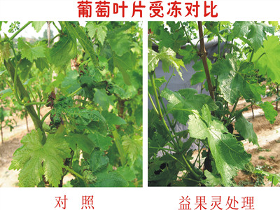 噻苯隆的作用和属性分析